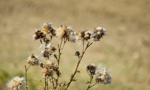 山香圆叶中药饮片网—知名的山香圆叶中药作用网站,分享山香圆叶中药饮片图片知识